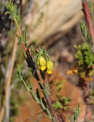Hermannia aff-denudata
