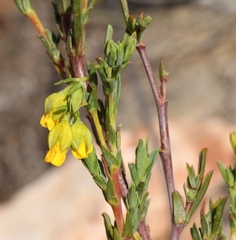 Hermannia aff-denudata