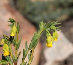 Hermannia aff-denudata