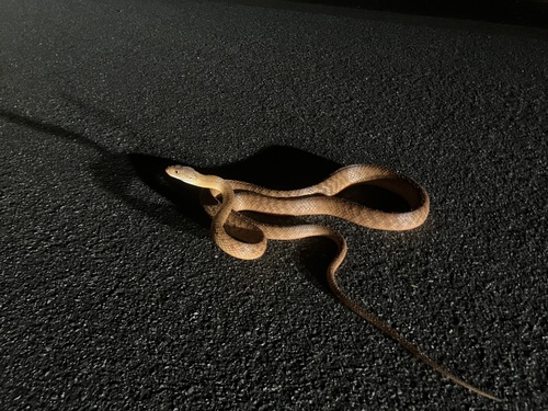 Brown Tree Snake sighting
