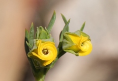 Hermannia aff-denudata