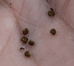 Astragalus schelichowii