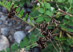 Astragalus schelichowii