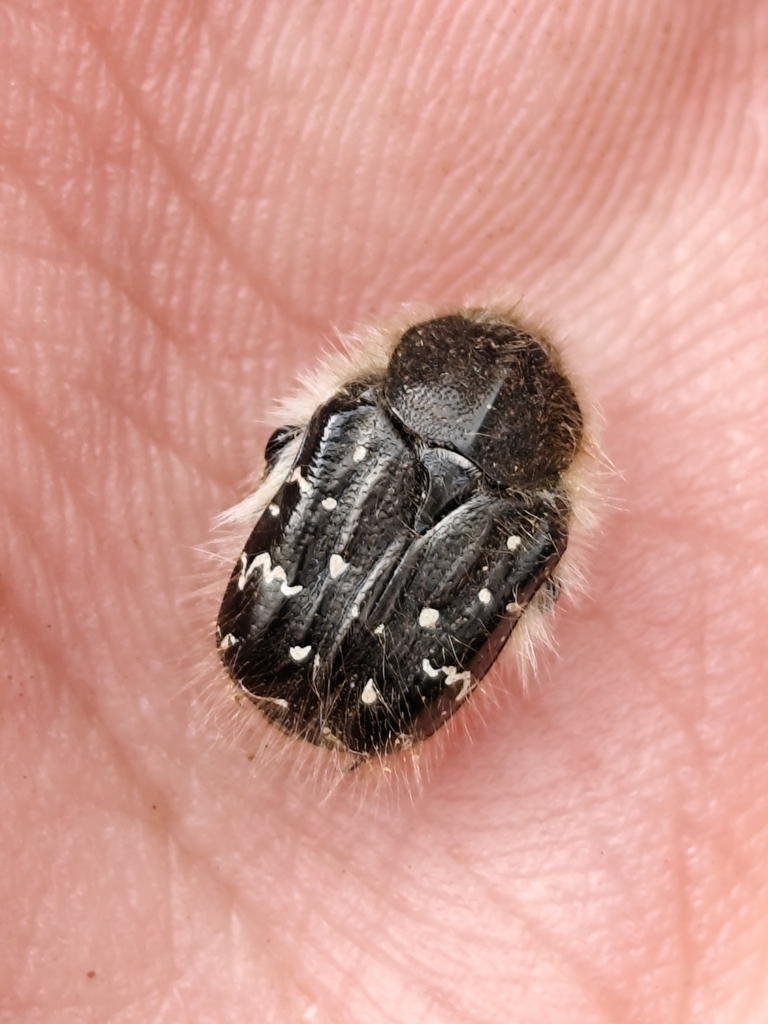 Tropinota paulae