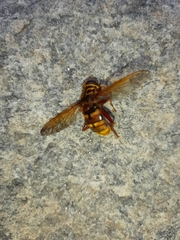Milesia crabroniformis