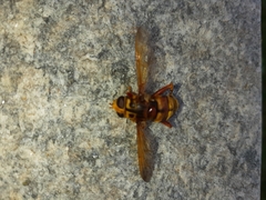 Milesia crabroniformis
