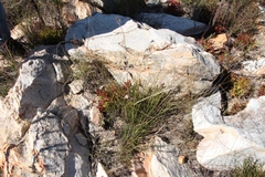 Acmadenia maculata