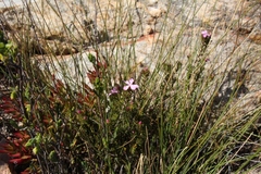Acmadenia maculata