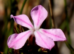 Acmadenia maculata