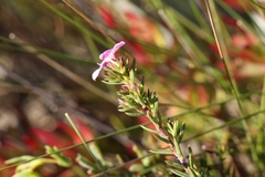 Acmadenia maculata