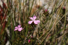 Acmadenia maculata