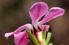 Acmadenia maculata