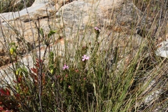 Acmadenia maculata