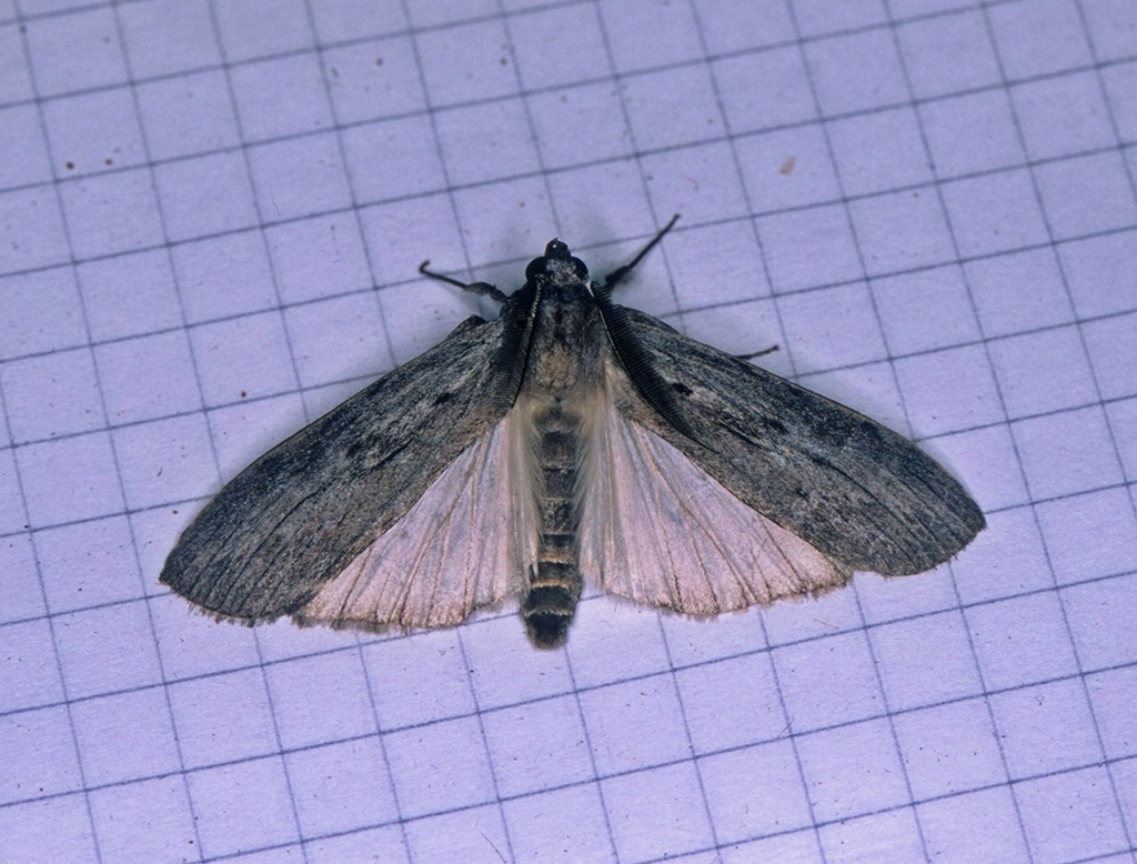 Turnacoides