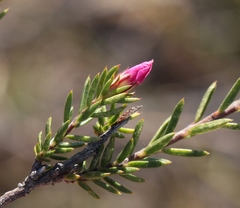 Acmadenia maculata
