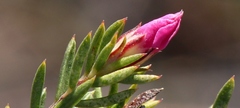 Acmadenia maculata
