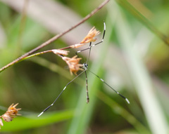 Bittacomorpha clavipes