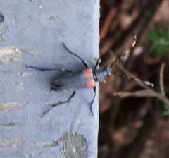 Stictoleptura canadensis