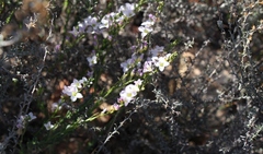 Heliophila glauca