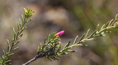 Acmadenia maculata