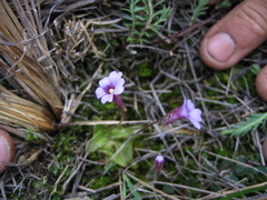 Pinguicula calyptrata