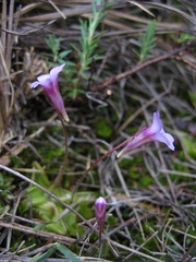 Pinguicula calyptrata