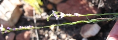 Heliophila glauca