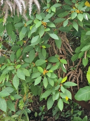 Ficus grossularioides, photograph (c) Brandon Seah, some rights reserved (CC BY)