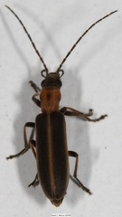 Oxycopis