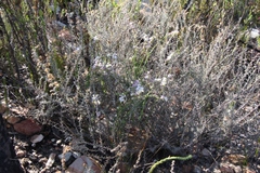 Heliophila glauca