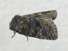 Paramiana smaragdina