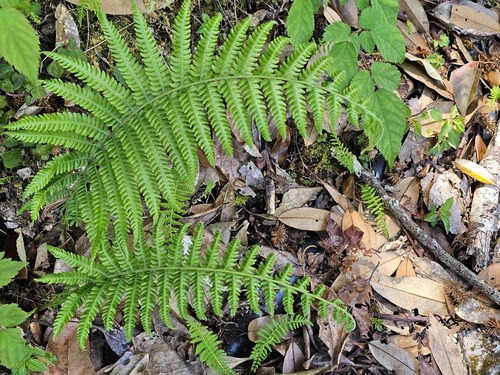 Thelypteris esquirolii iNat (2)