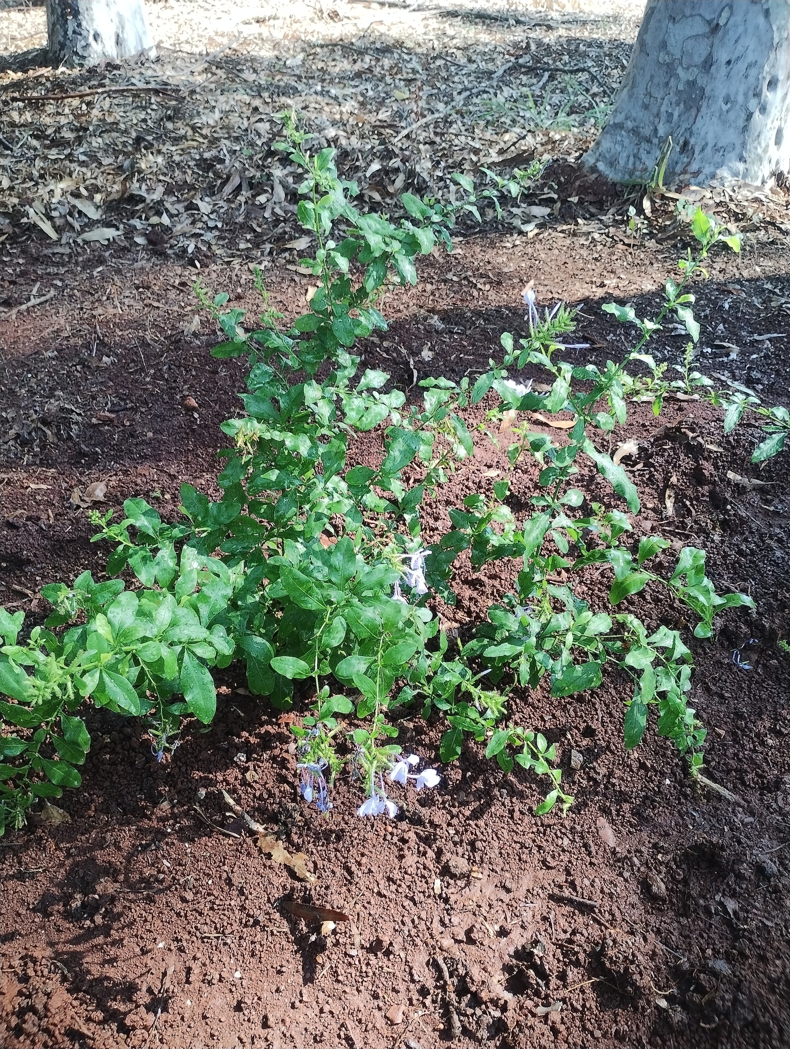 Plumbago auriculata