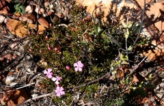 Acmadenia maculata