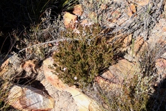 Acmadenia maculata