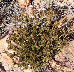 Acmadenia maculata
