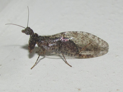 Plega dactylota