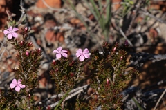 Acmadenia maculata