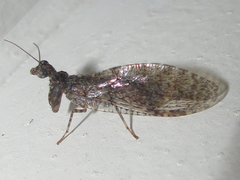 Plega dactylota