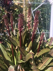 Eucomis comosa