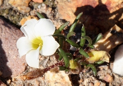Oxalis algoensis