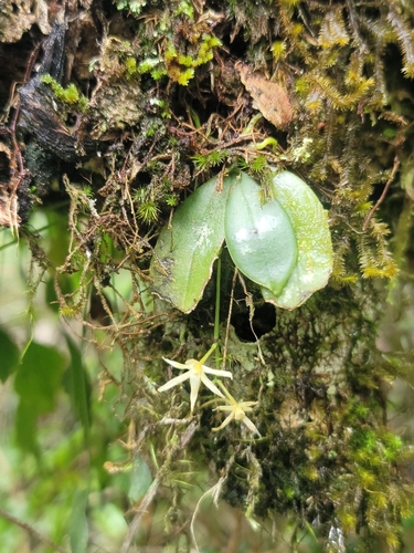 Aerangis seegeri Senghas
