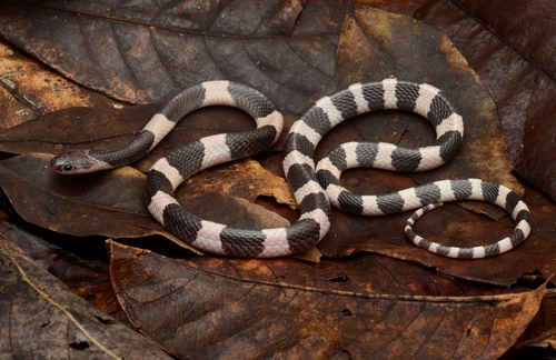 Bungarus candidus (Linnaeus, 1758)