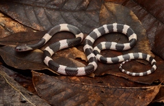 Blue Krait photo 2