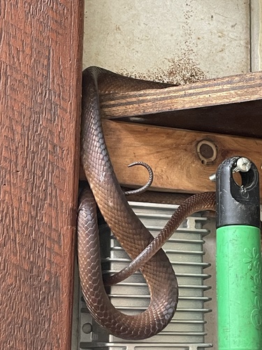 Brown Tree Snake sighting