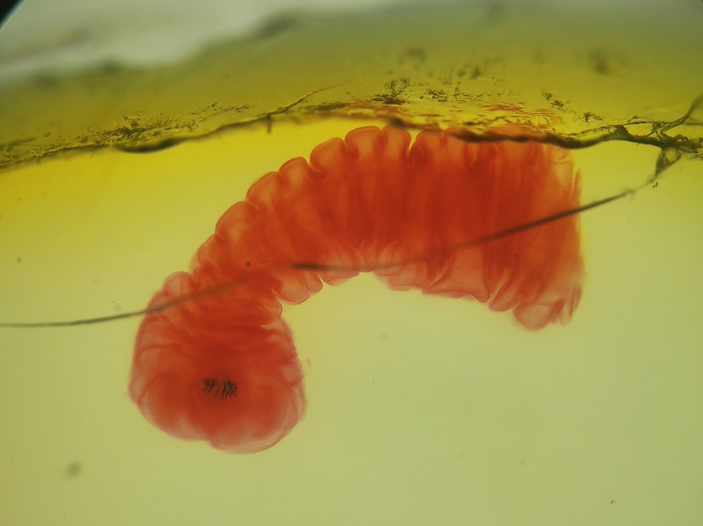 Pork Tapeworm in March 2025 by 鐦鍆錒(锎钔锕) · iNaturalist