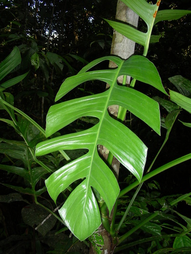 Monstera spruceana  iNaturalist