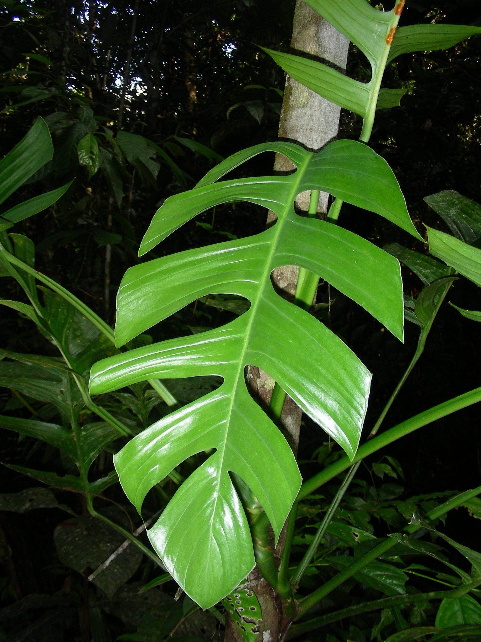 philodendron lemon lime kaufen Philodendron scandens 'Lemon Lime' | Plants main image 1