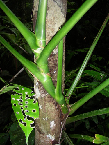 Monstera spruceana, photograph 6