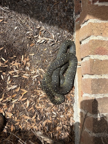 Diamond Python sighting